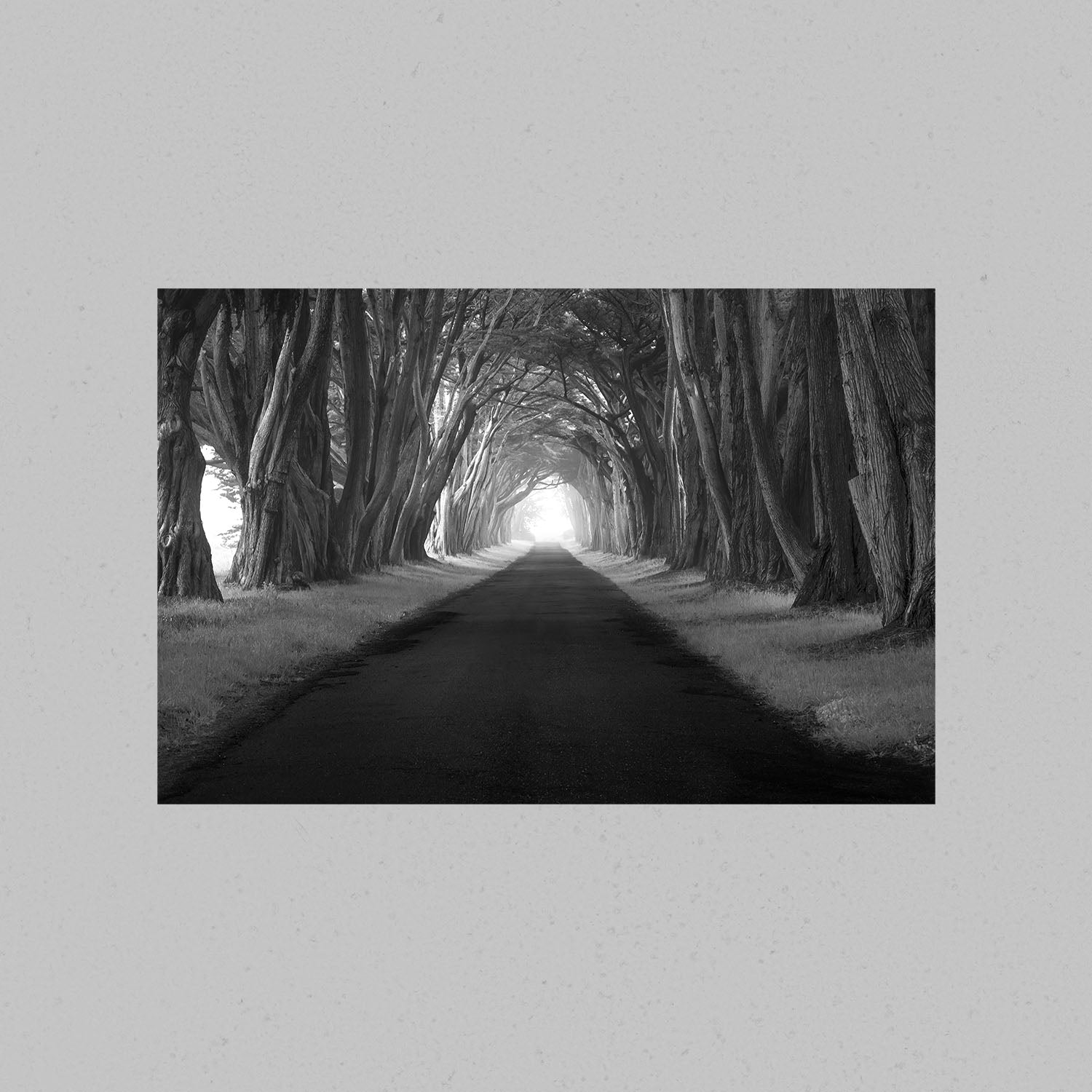Point Reyes Tree Tunnel Print
