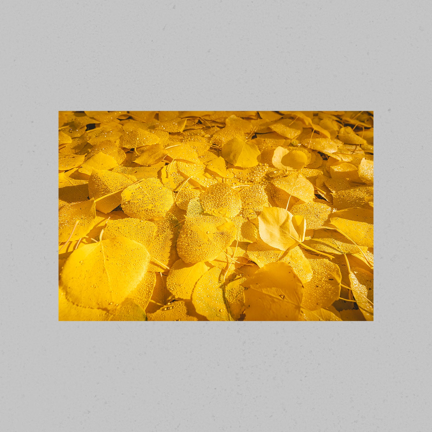 Colorado Aspen Leaves Print