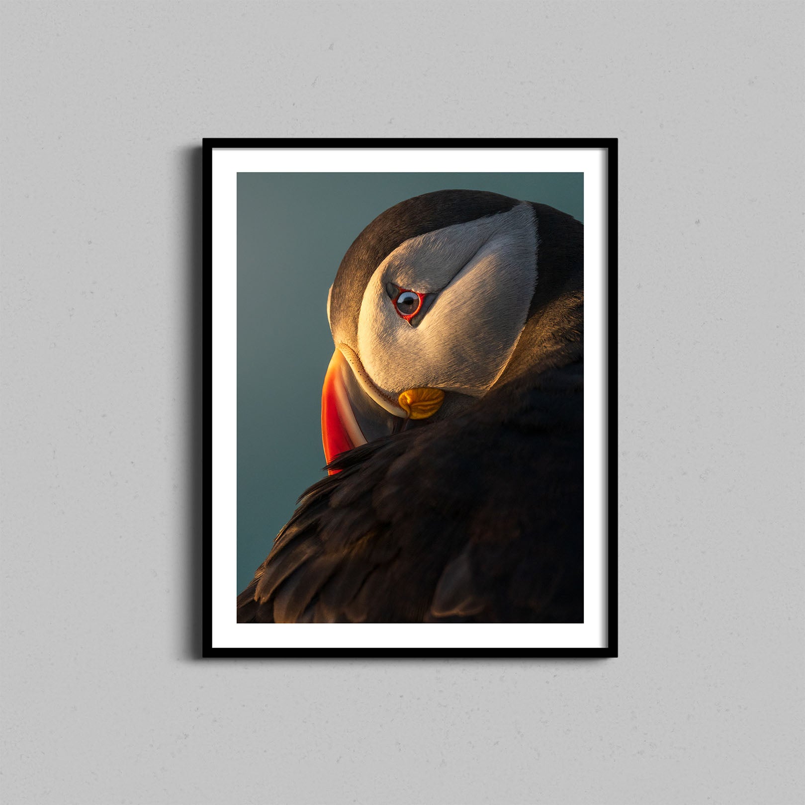 Atlantic Puffin Print