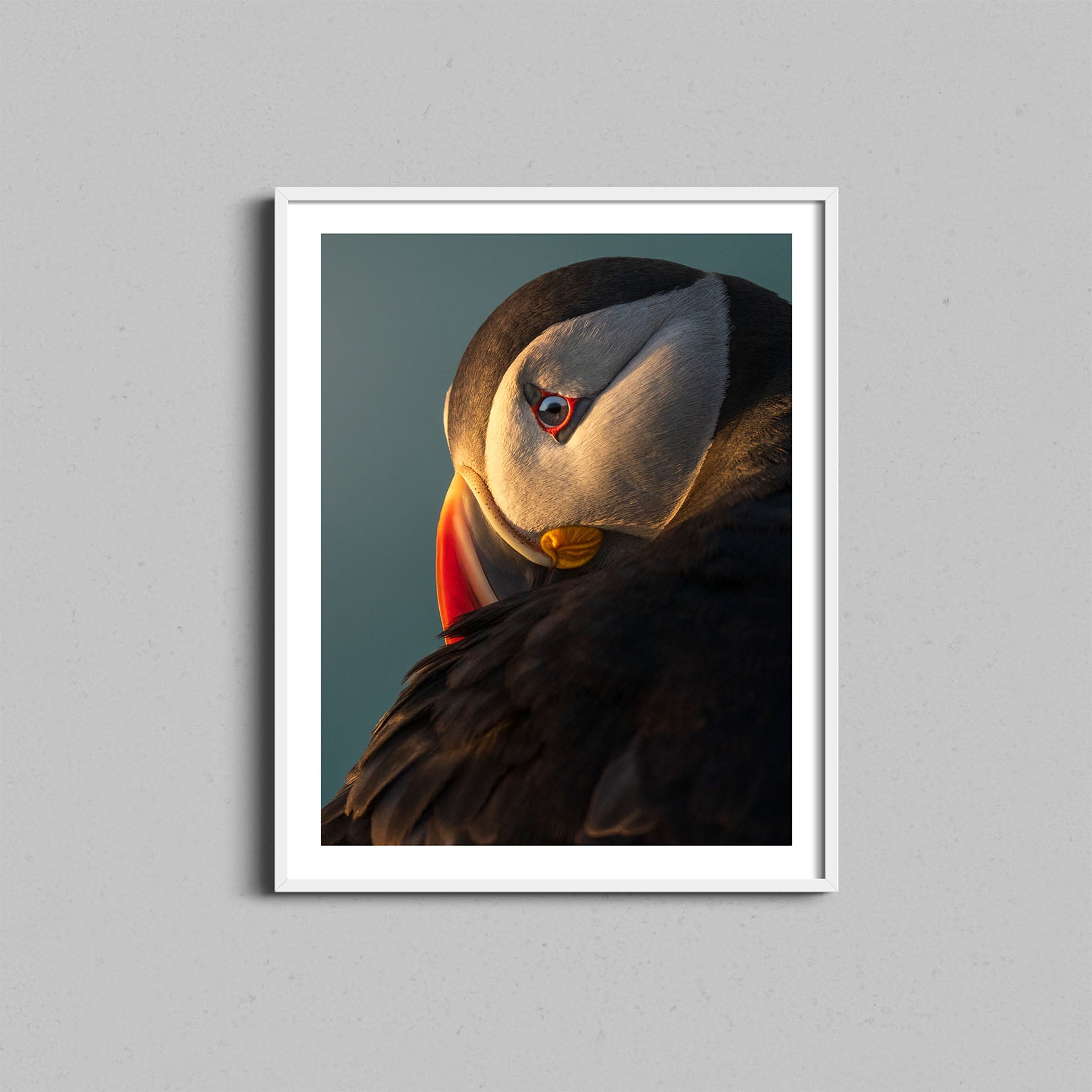 Atlantic Puffin Print