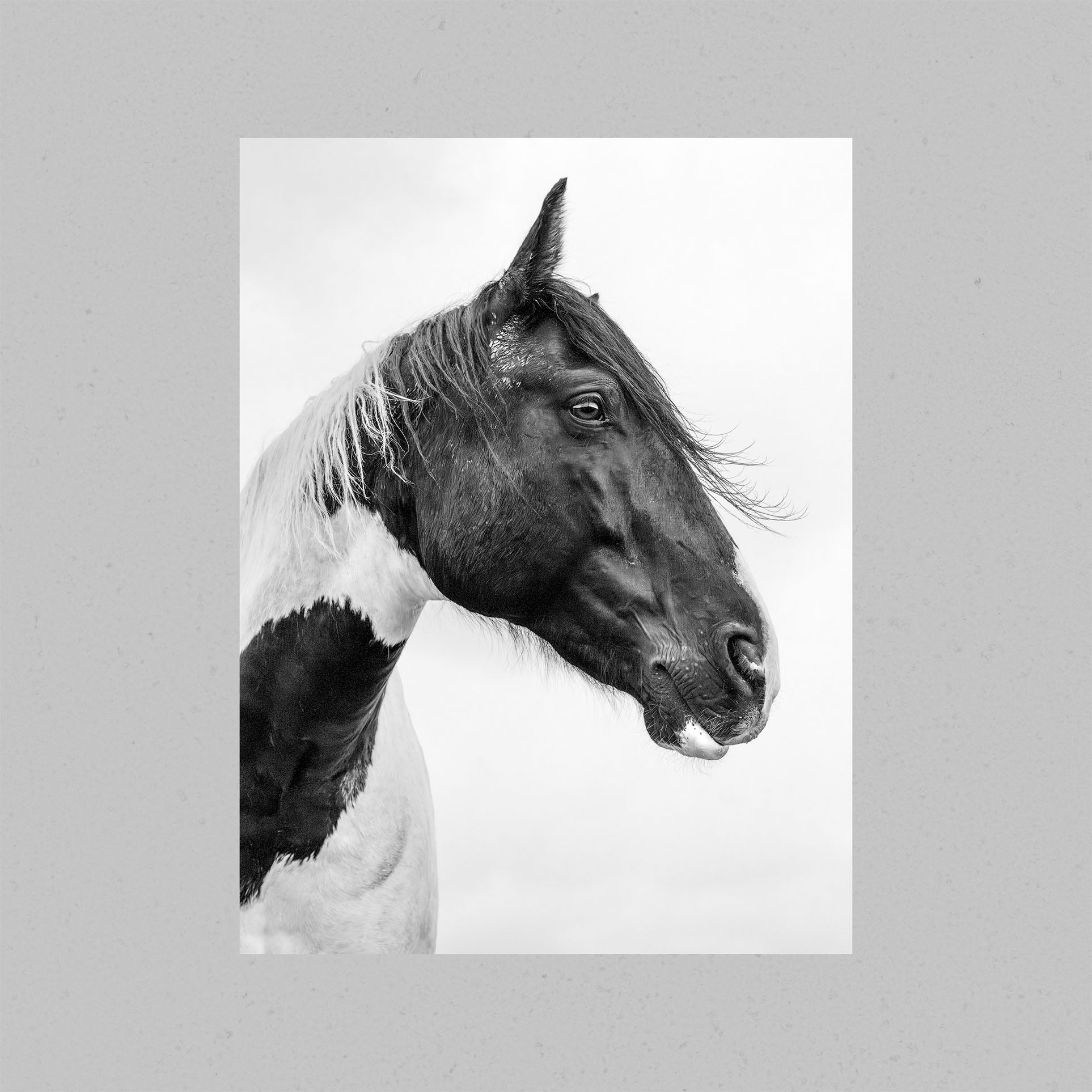 Horse Portrait