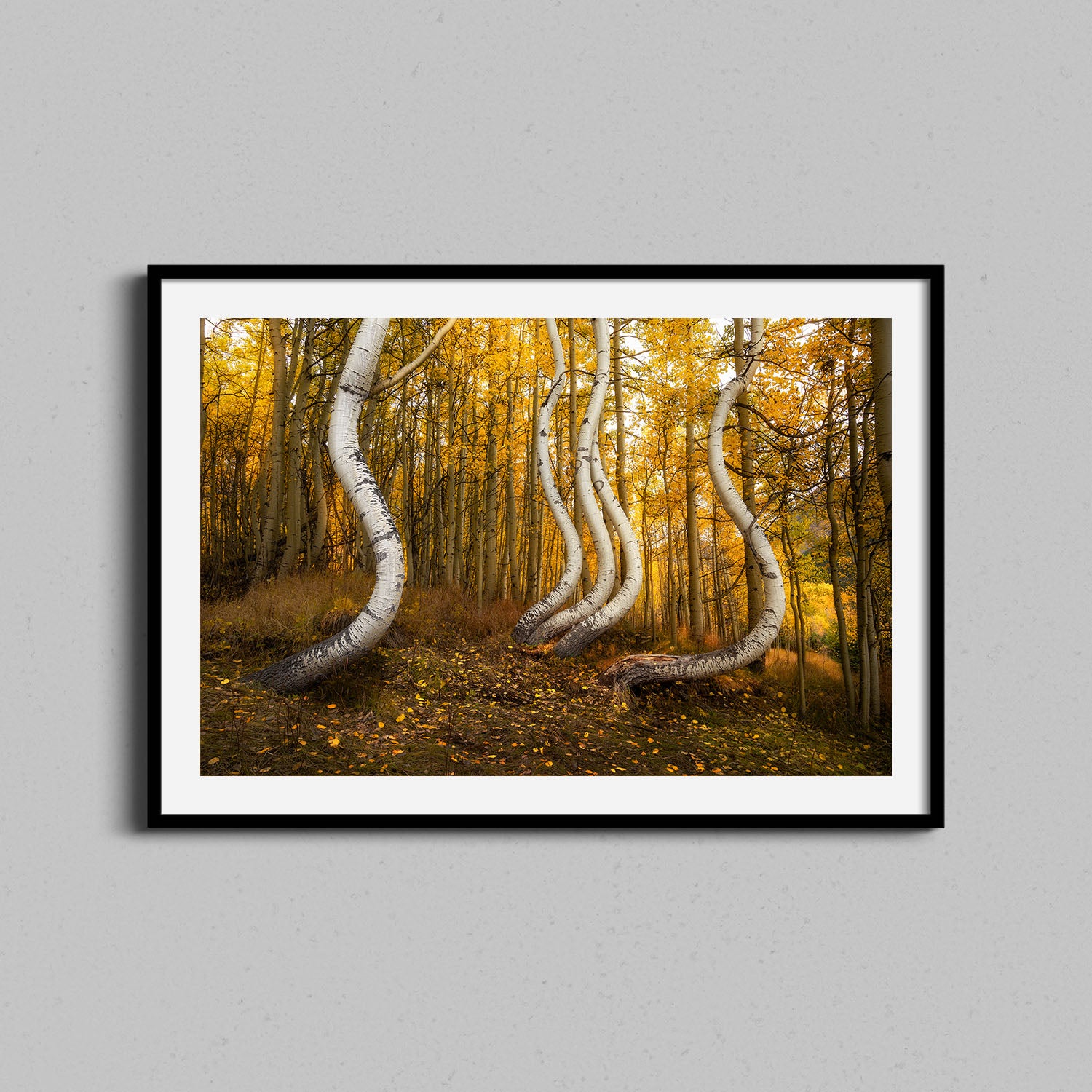 Dancing Aspen Trees Print