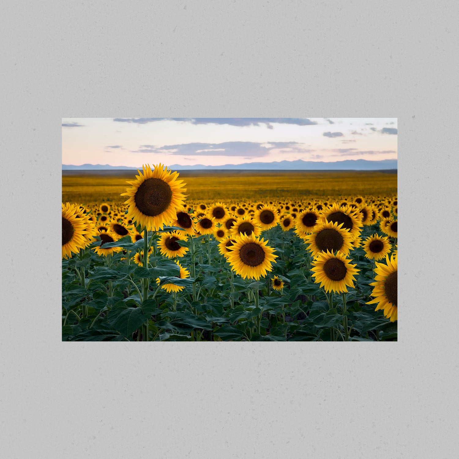 Spring Sunflowers Print
