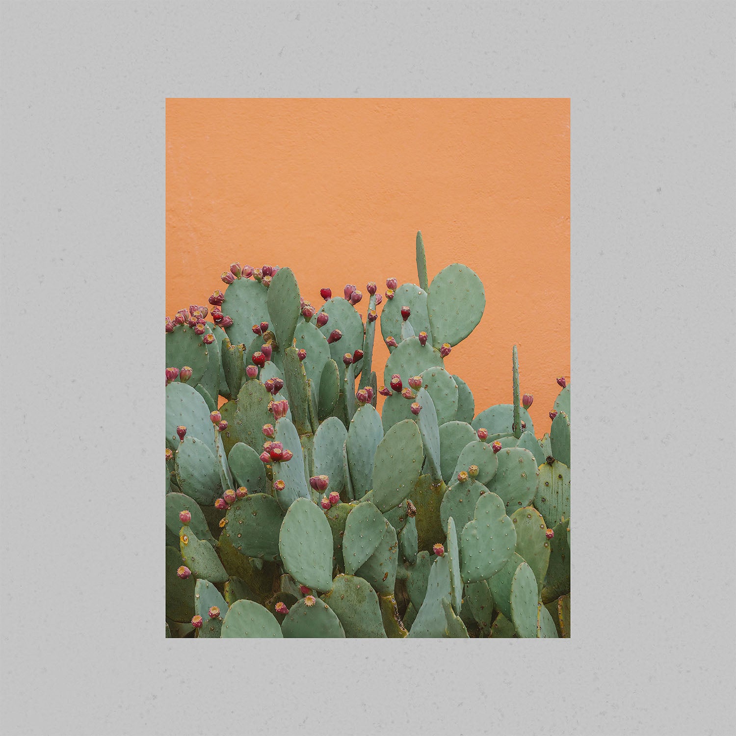 A photography print of a prickly pear cactus against a textured orange wall shown with no frame.