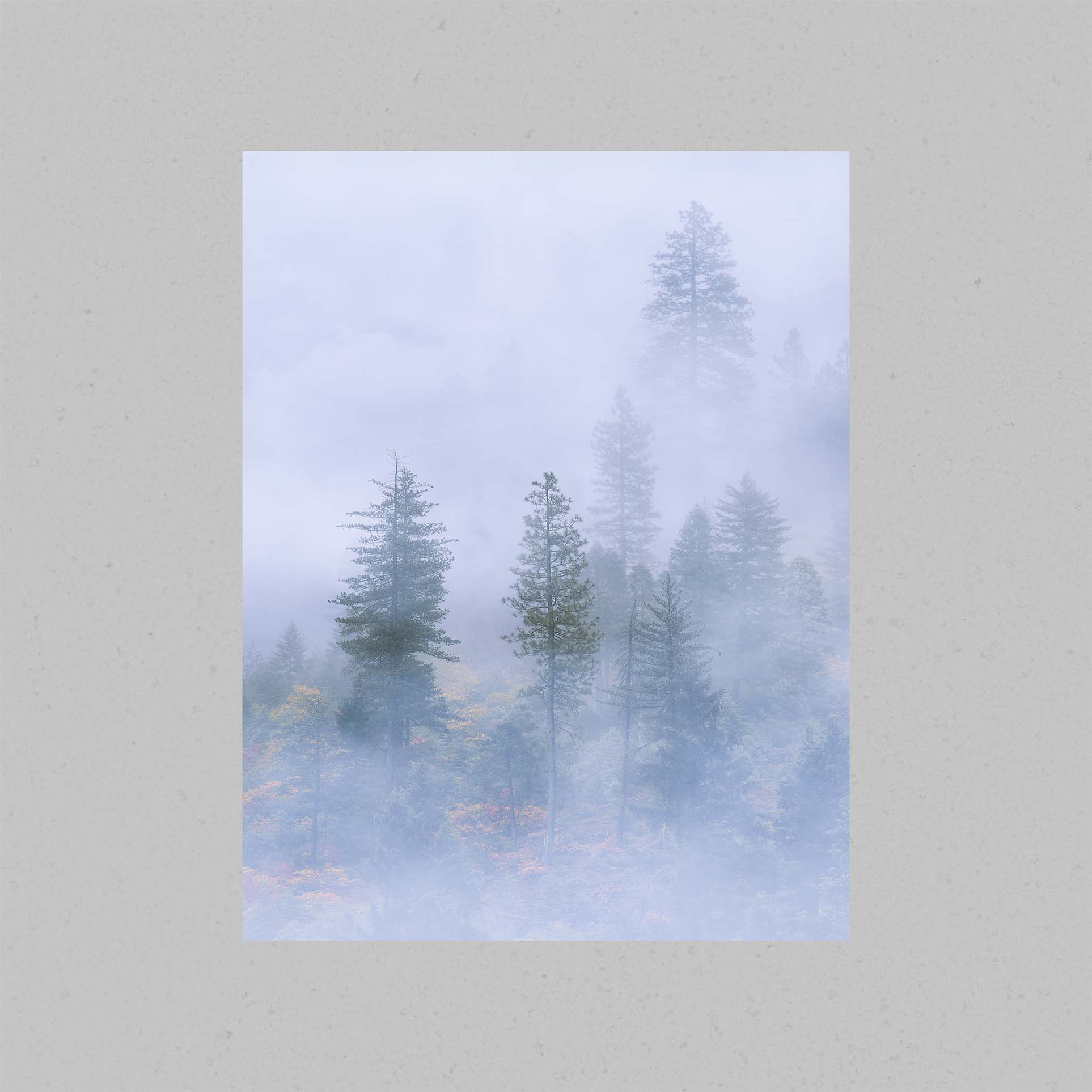 Misty Forest Print