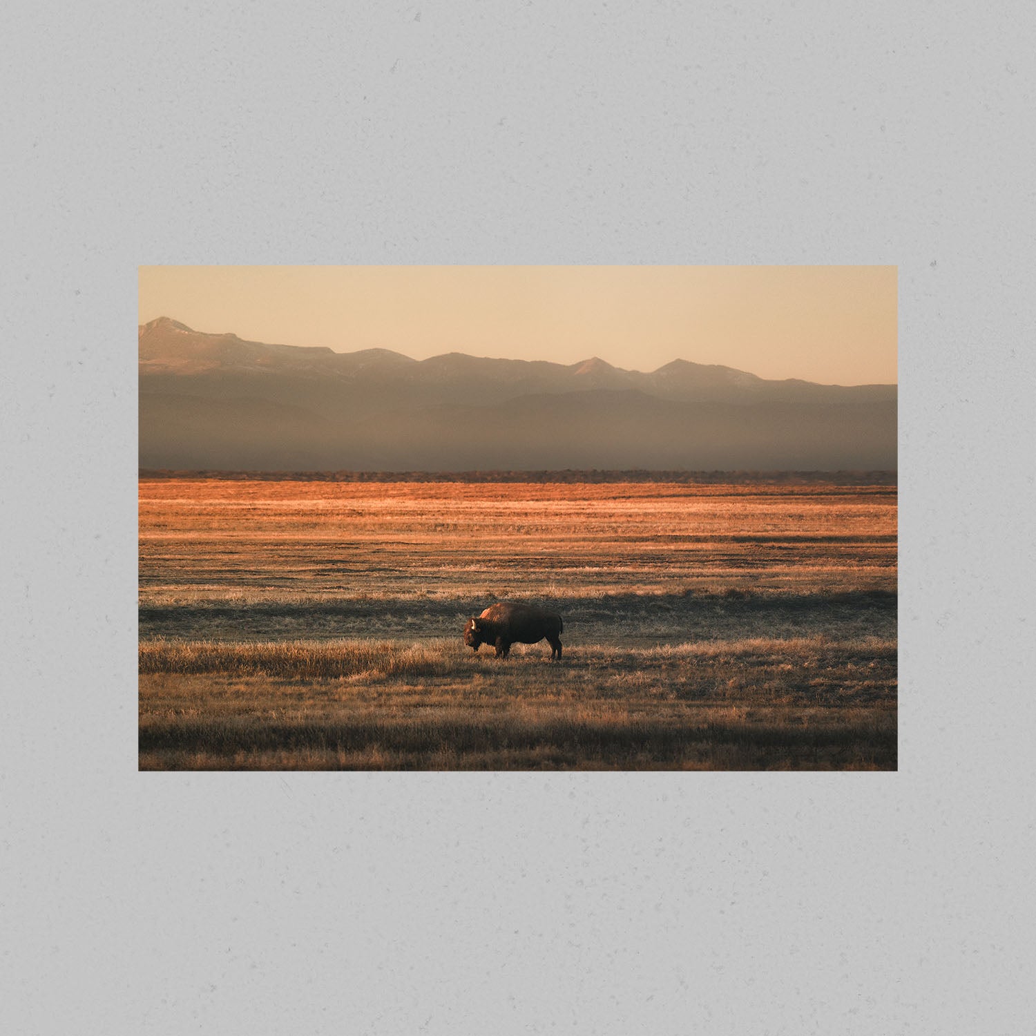 Lone Colorado Buffalo Print