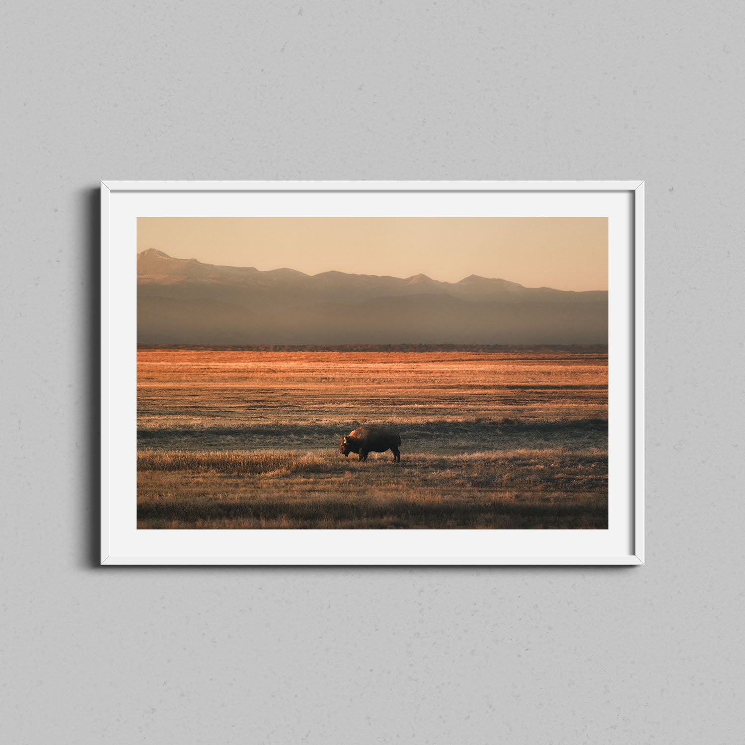 Lone Colorado Buffalo Print