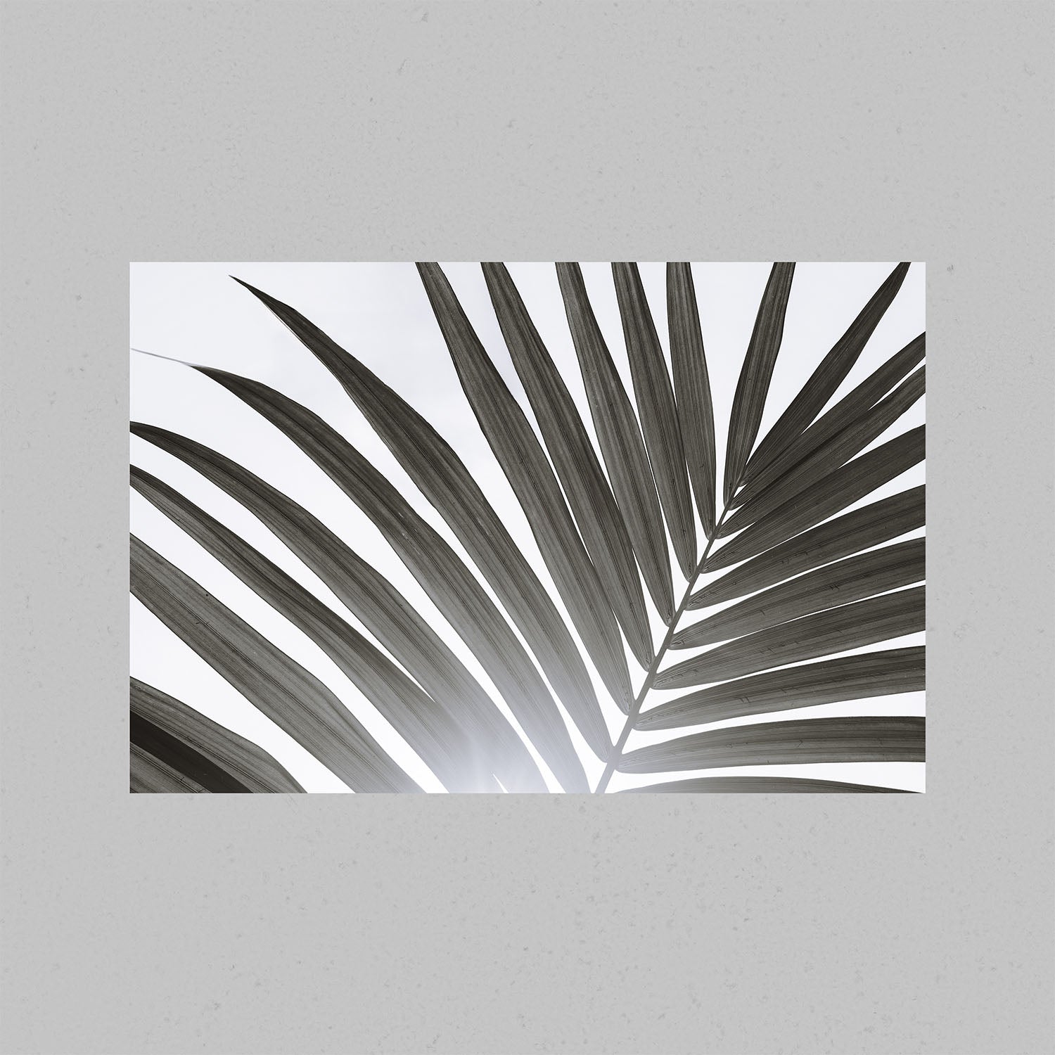A black and white photograph of a palm tree leaf.