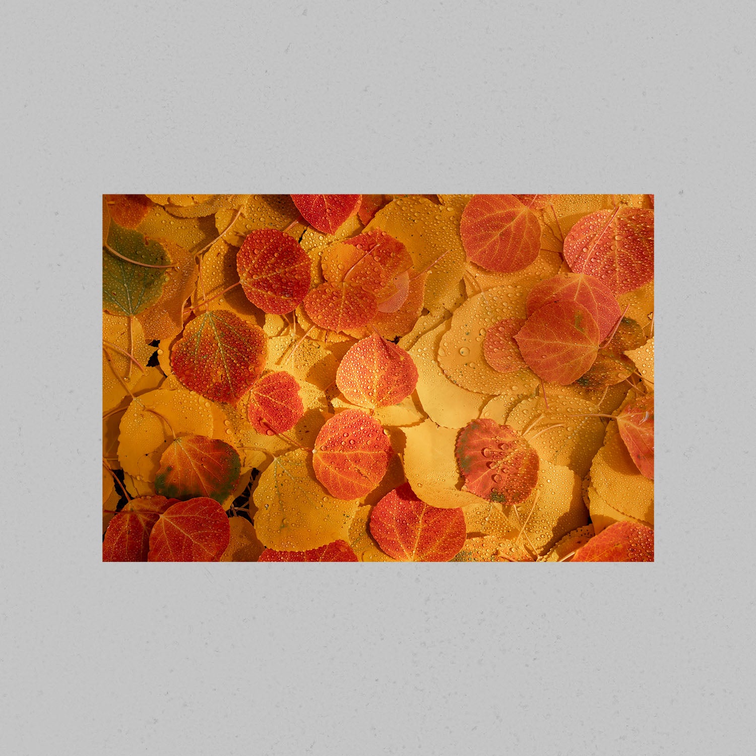 Autumn Leaves Abstract Print