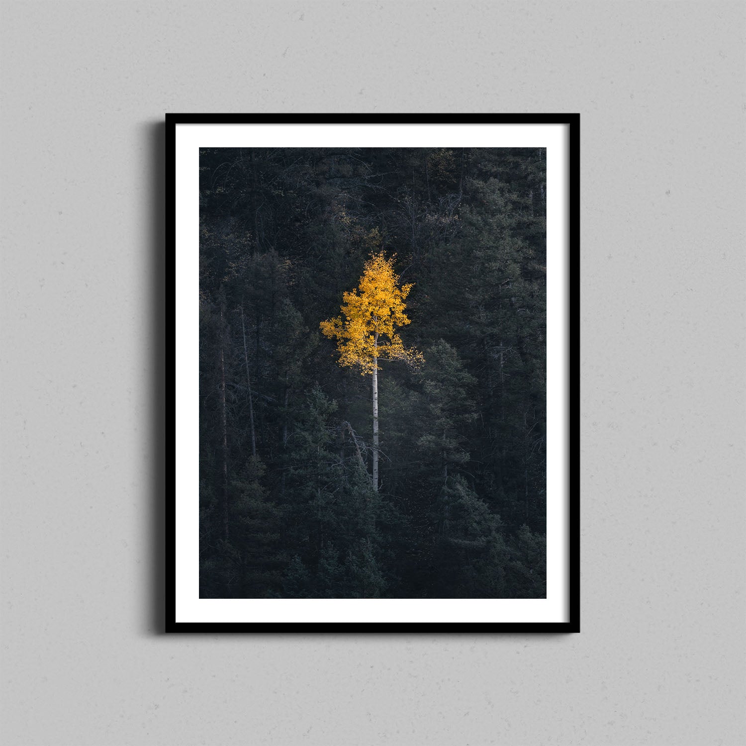 Lone Aspen Tree Print