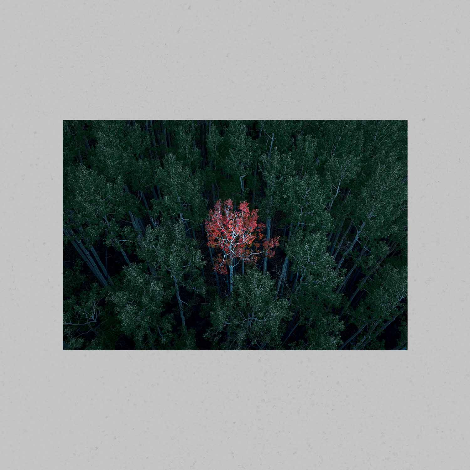 Solo Red Aspen Print