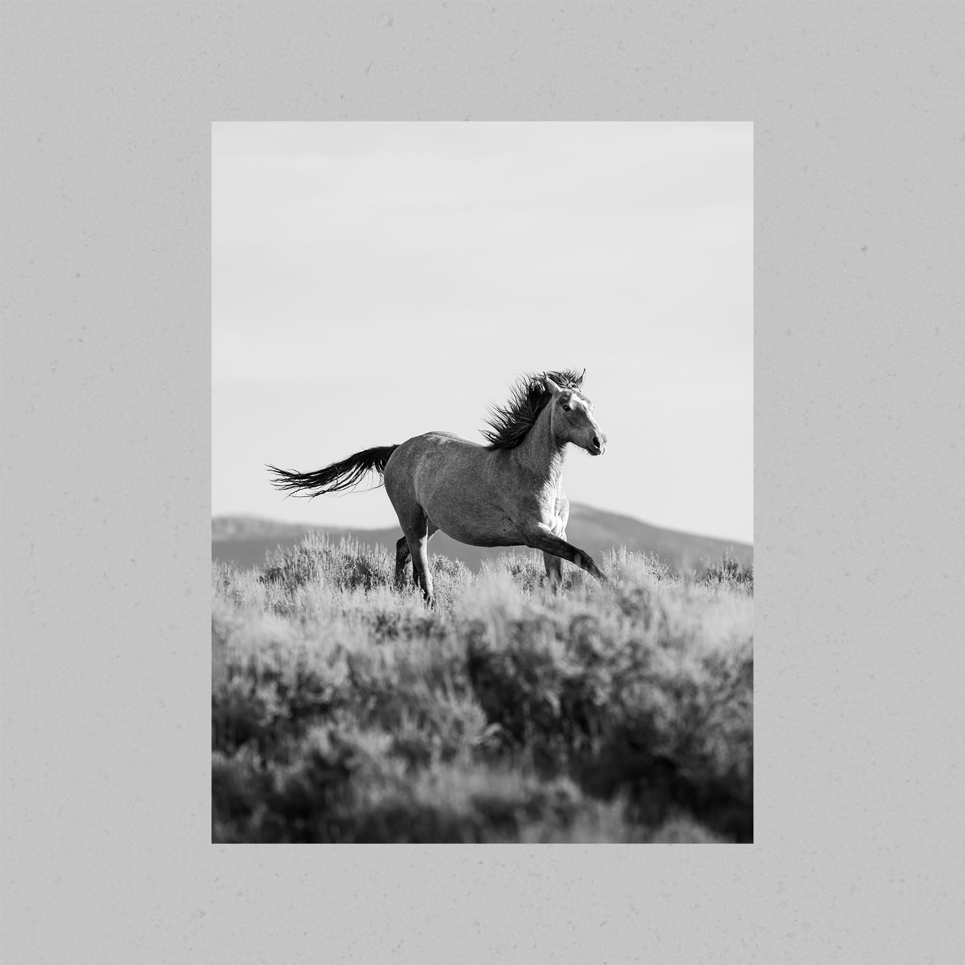 Running Wild Stallion Print