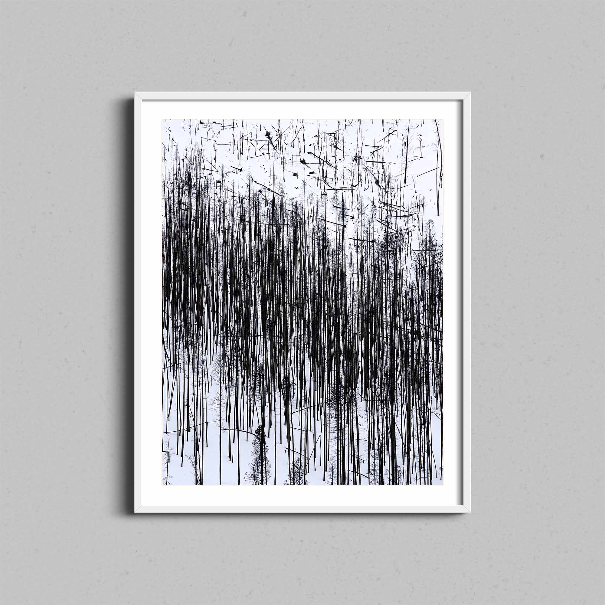 Burned Forest Print
