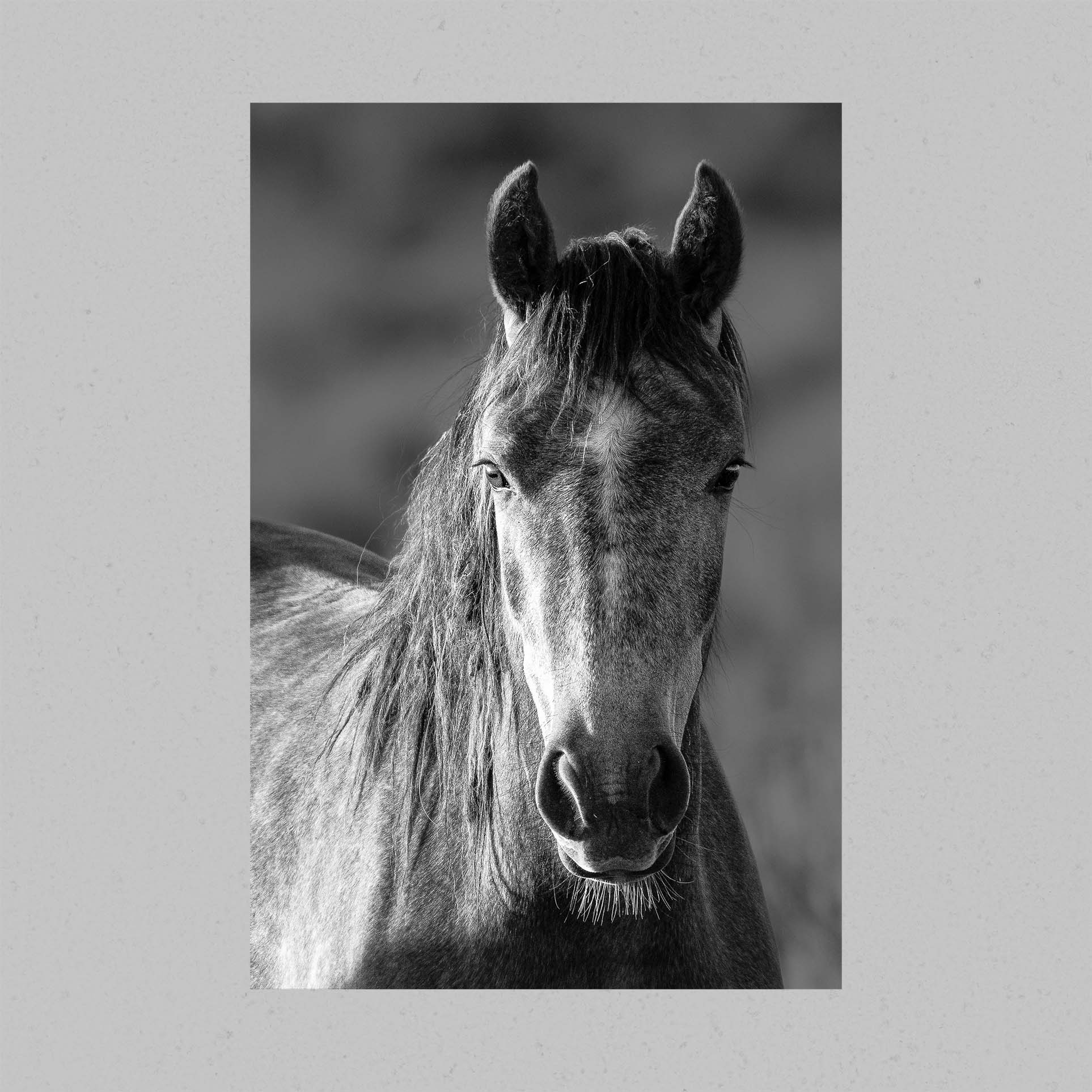 Wild Horse Print