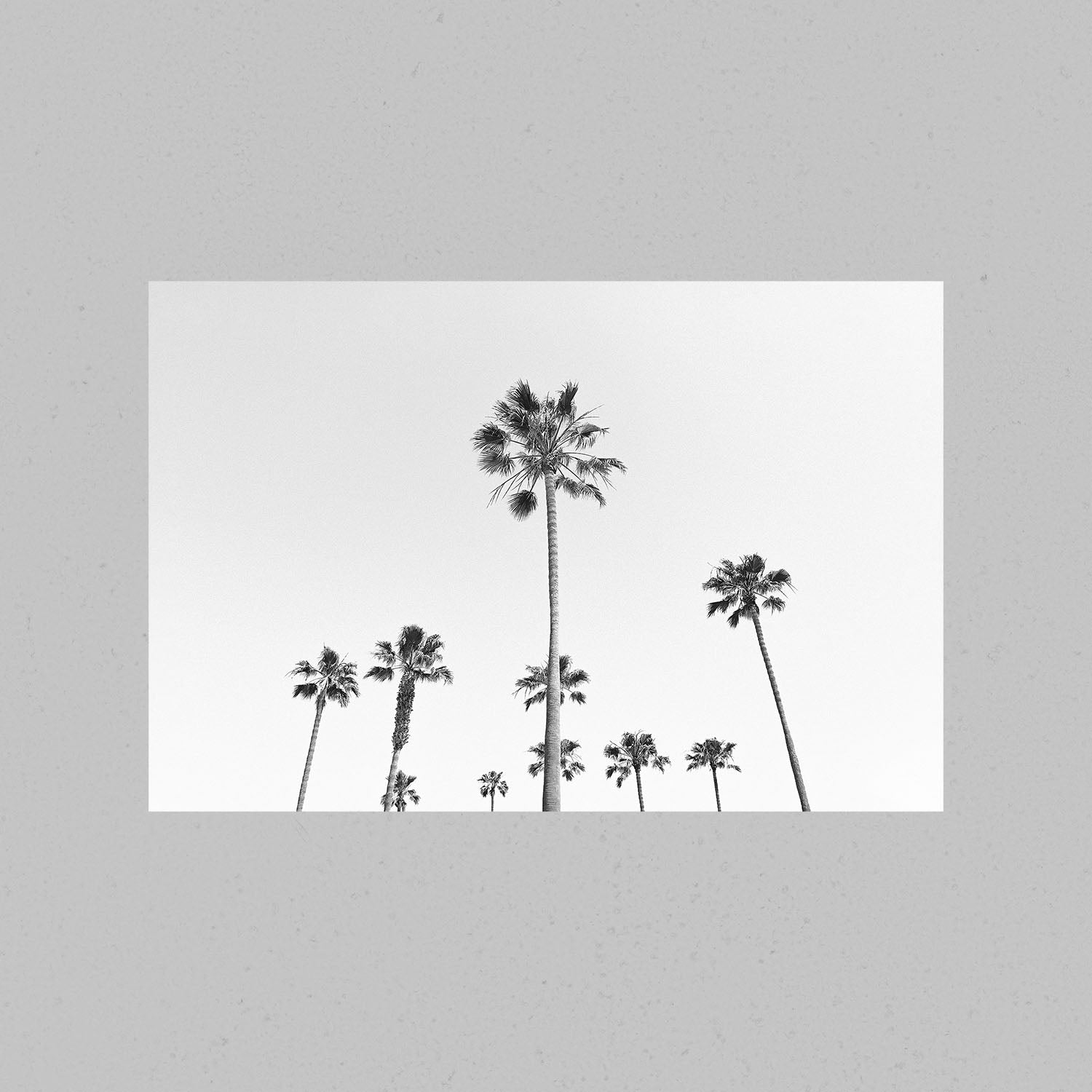 California Palm Trees Print