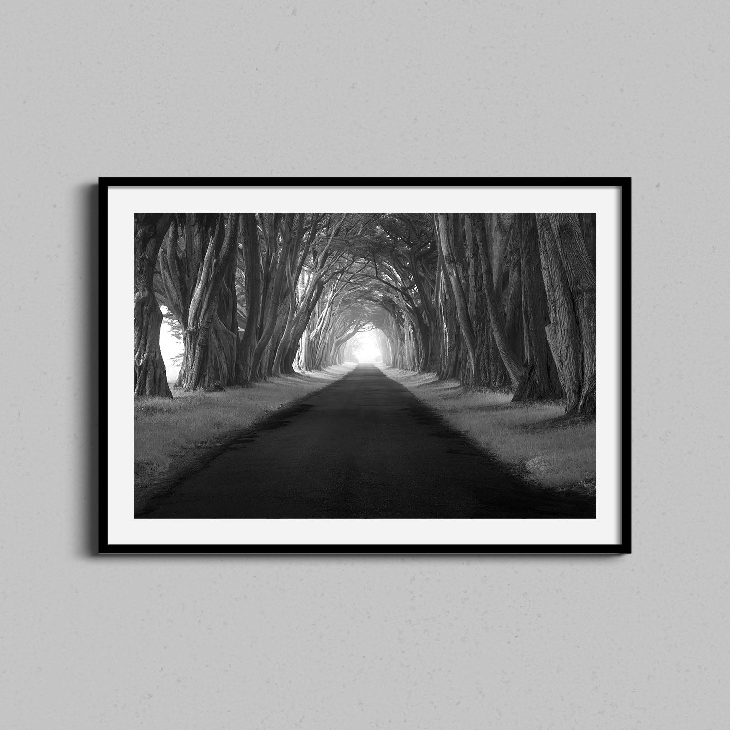 Point Reyes Tree Tunnel Print