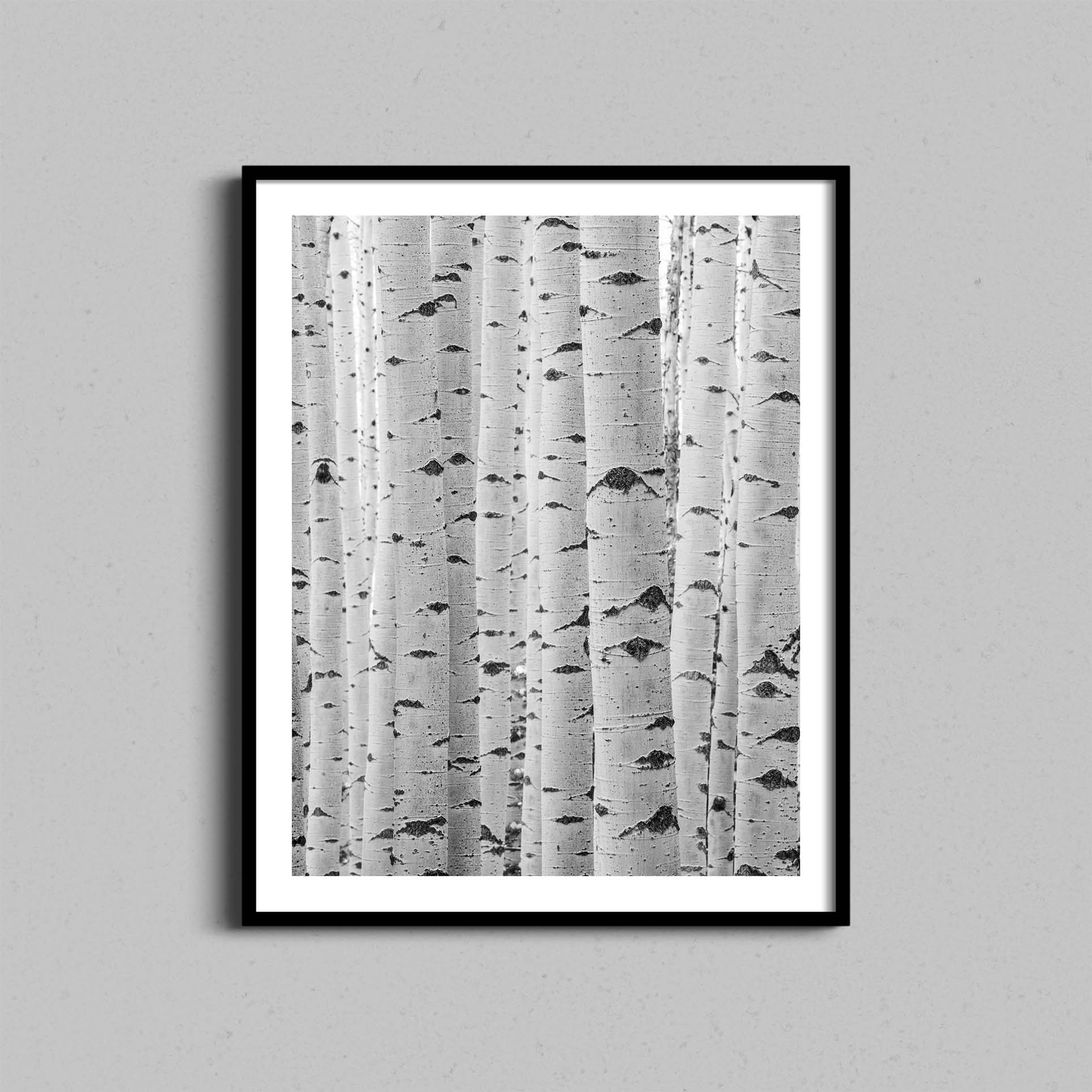 Abstract Aspen Trunks Print