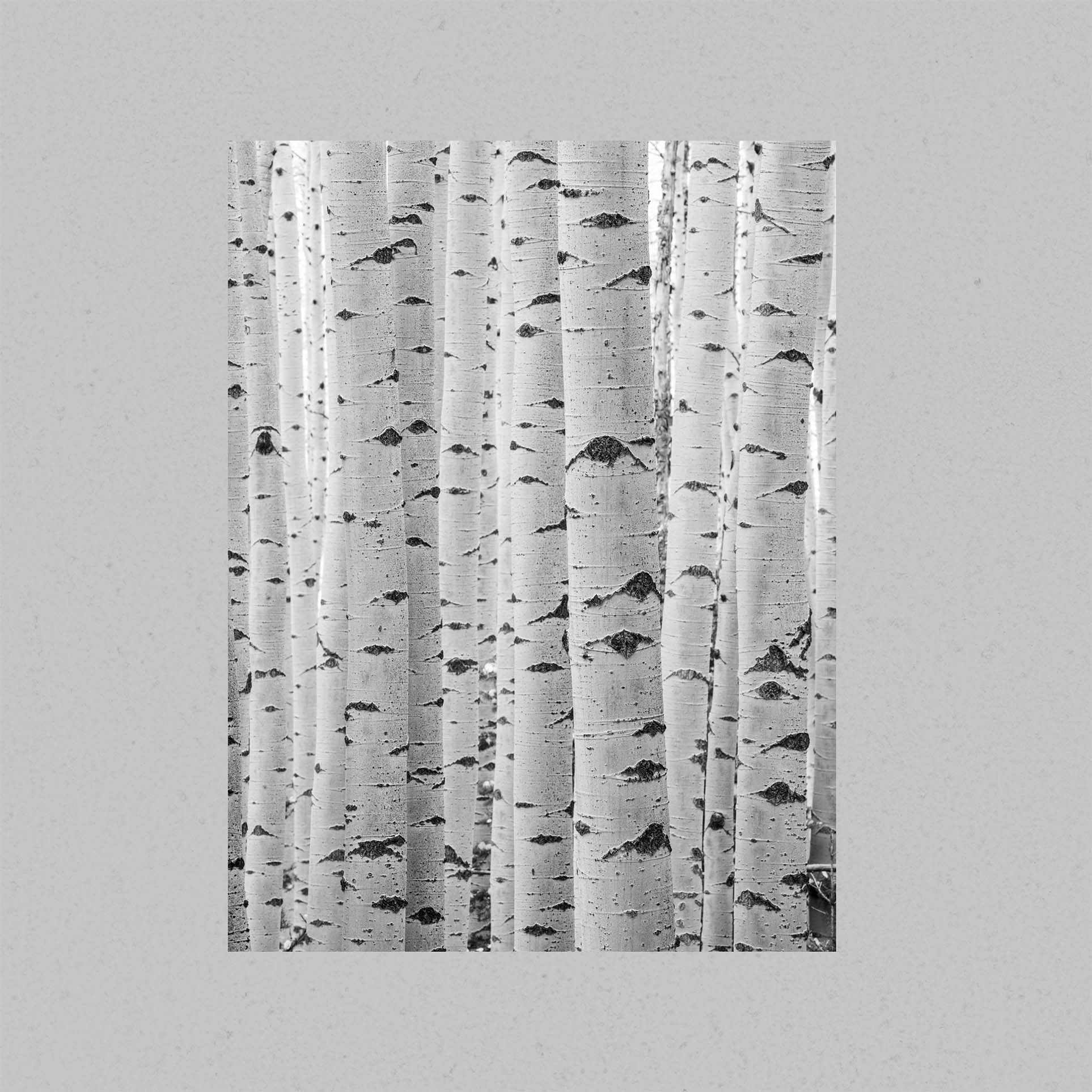 Abstract Aspen Trunks Print