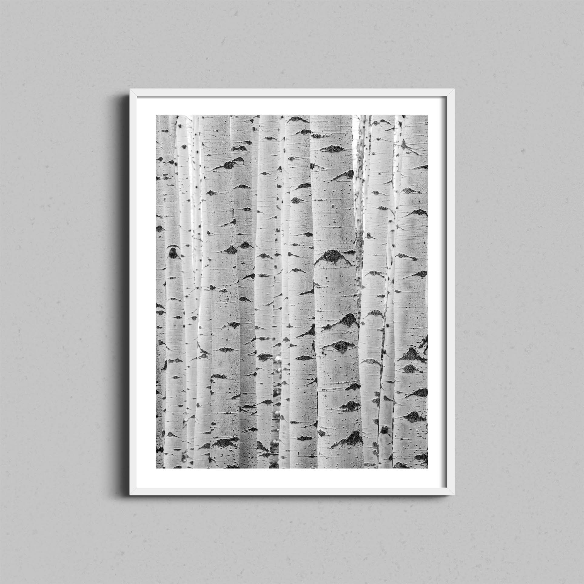 Abstract Aspen Trunks Print