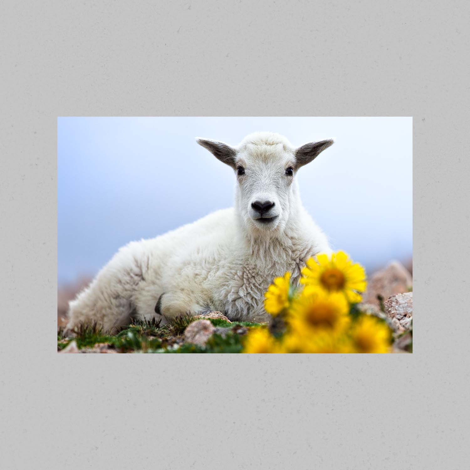 Baby Goat with Flowers Print