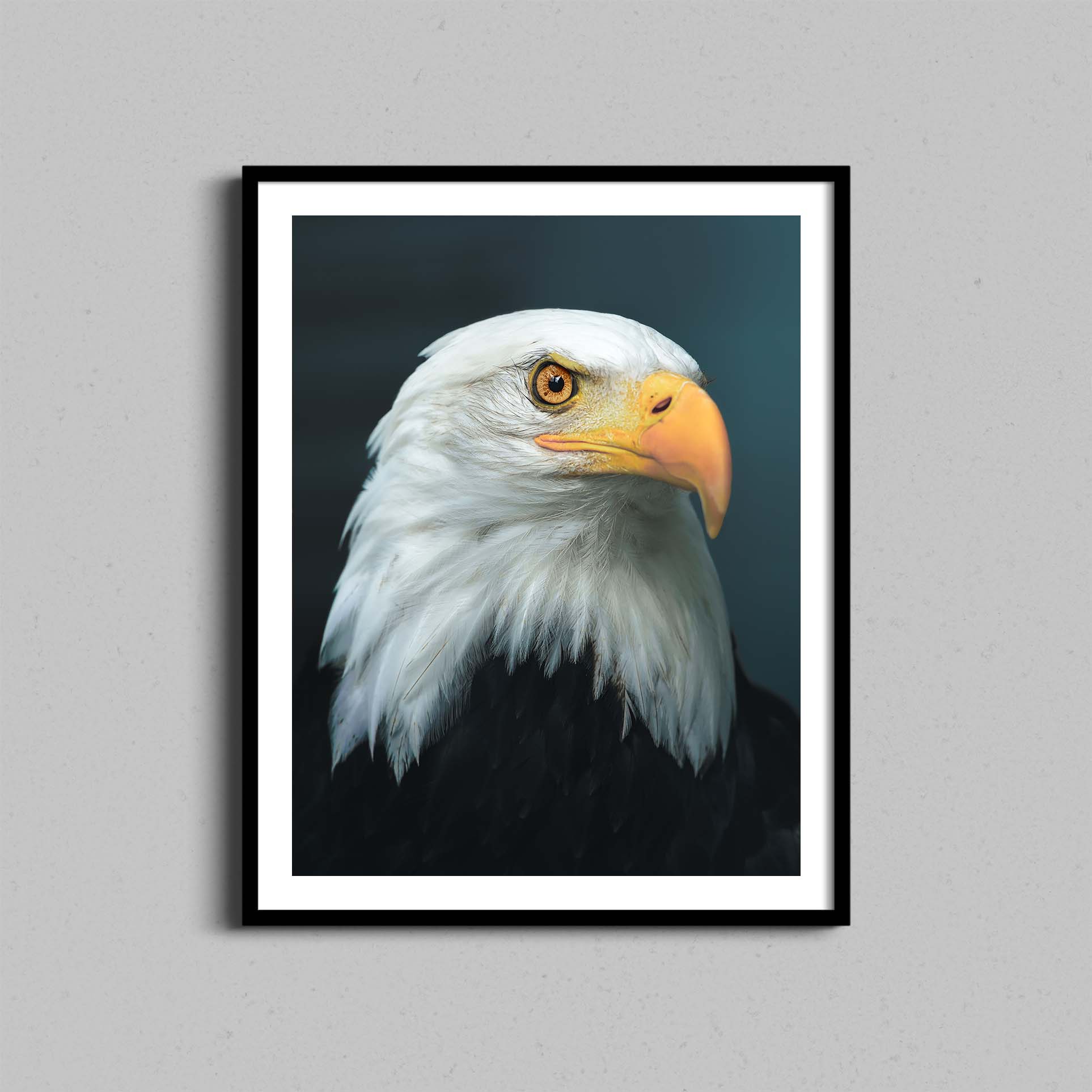 Bald Eagle Portrait Print