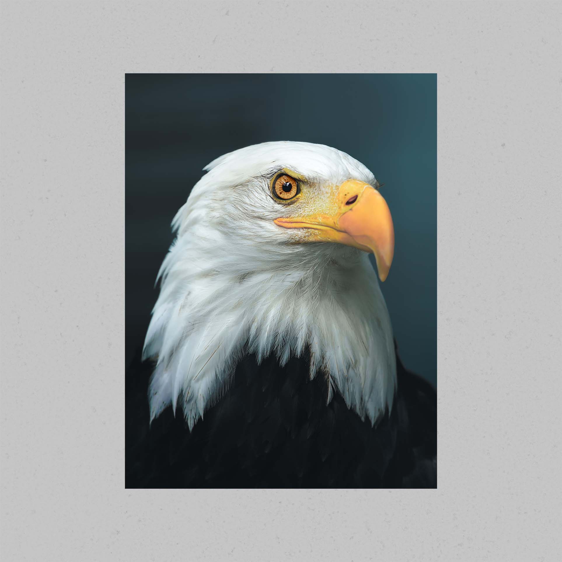 Bald Eagle Portrait Print