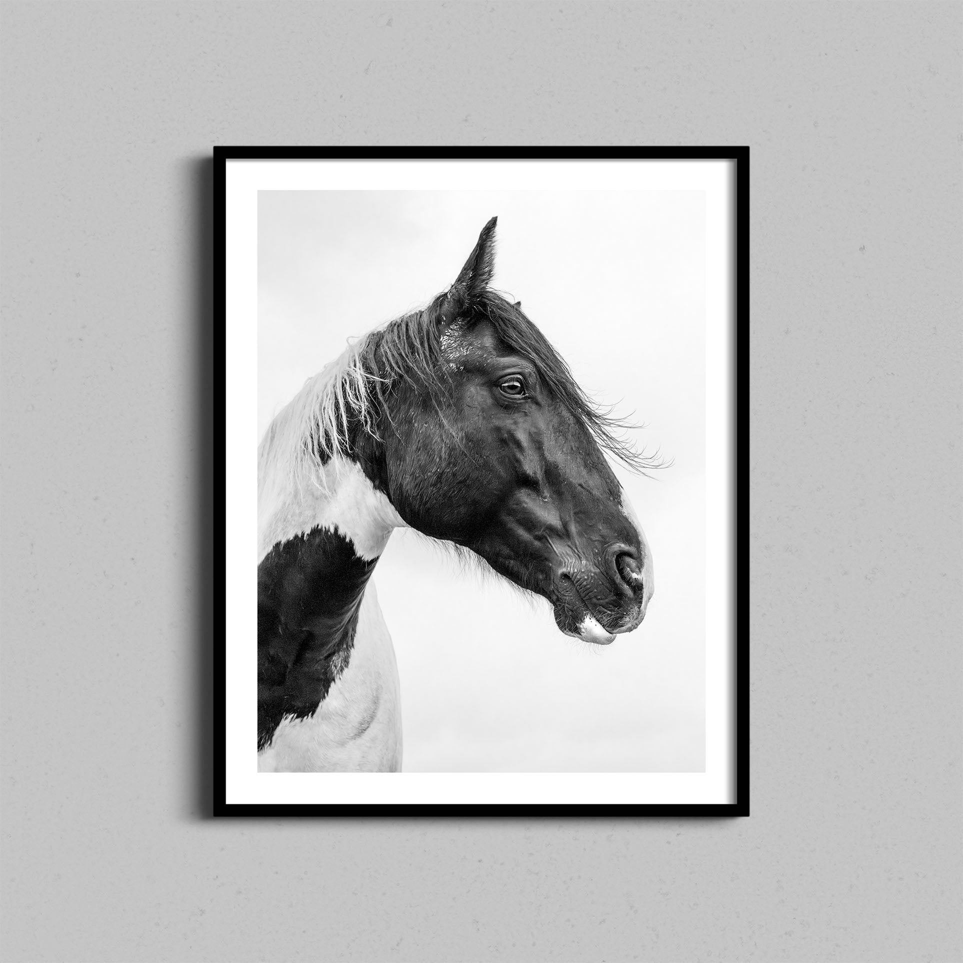 Horse Portrait