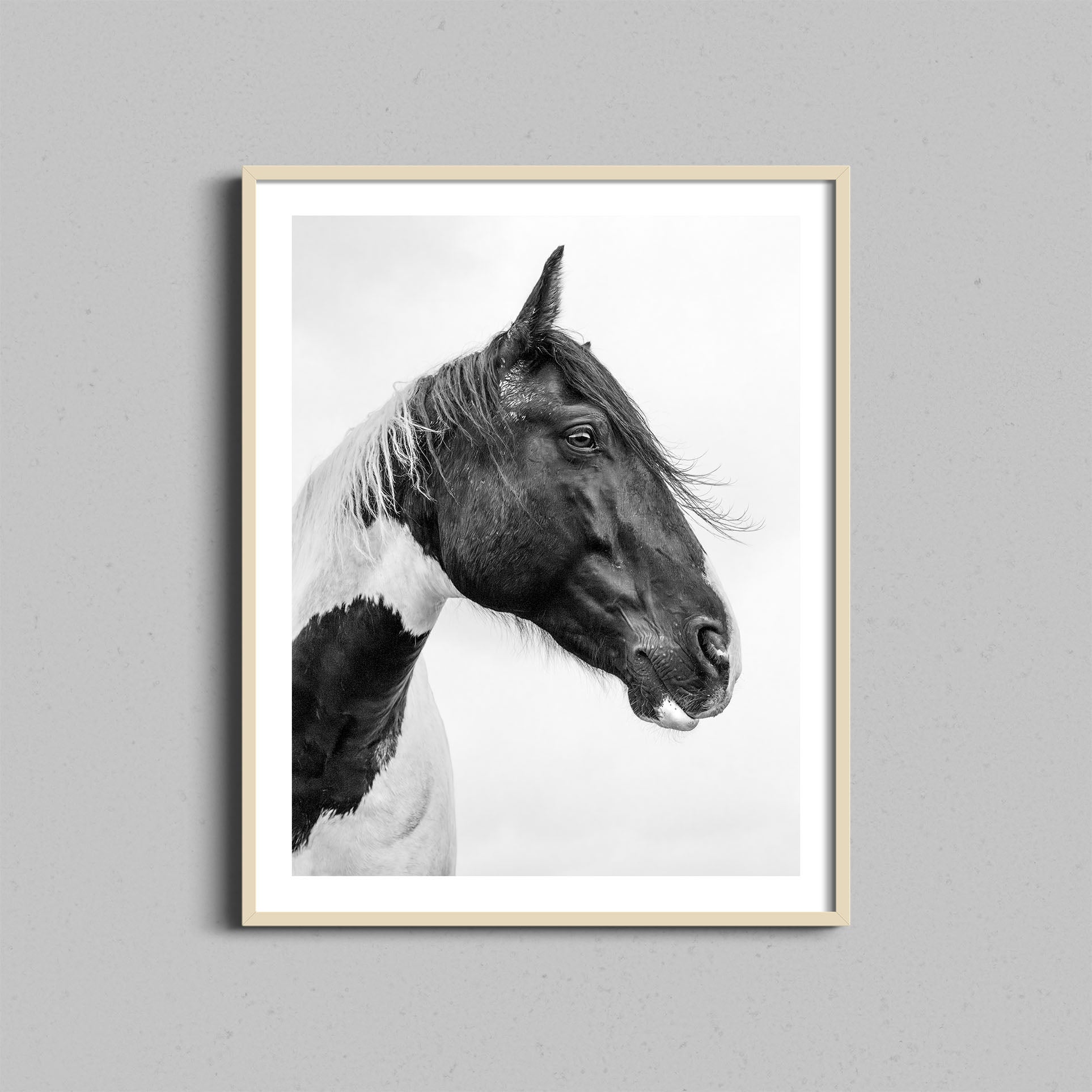 Horse Portrait