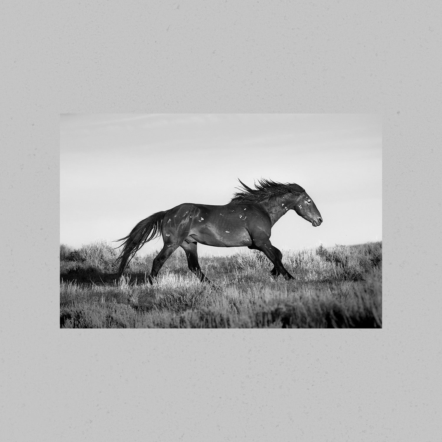 Running Horse Print