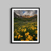 American Basin Wildflowers Print