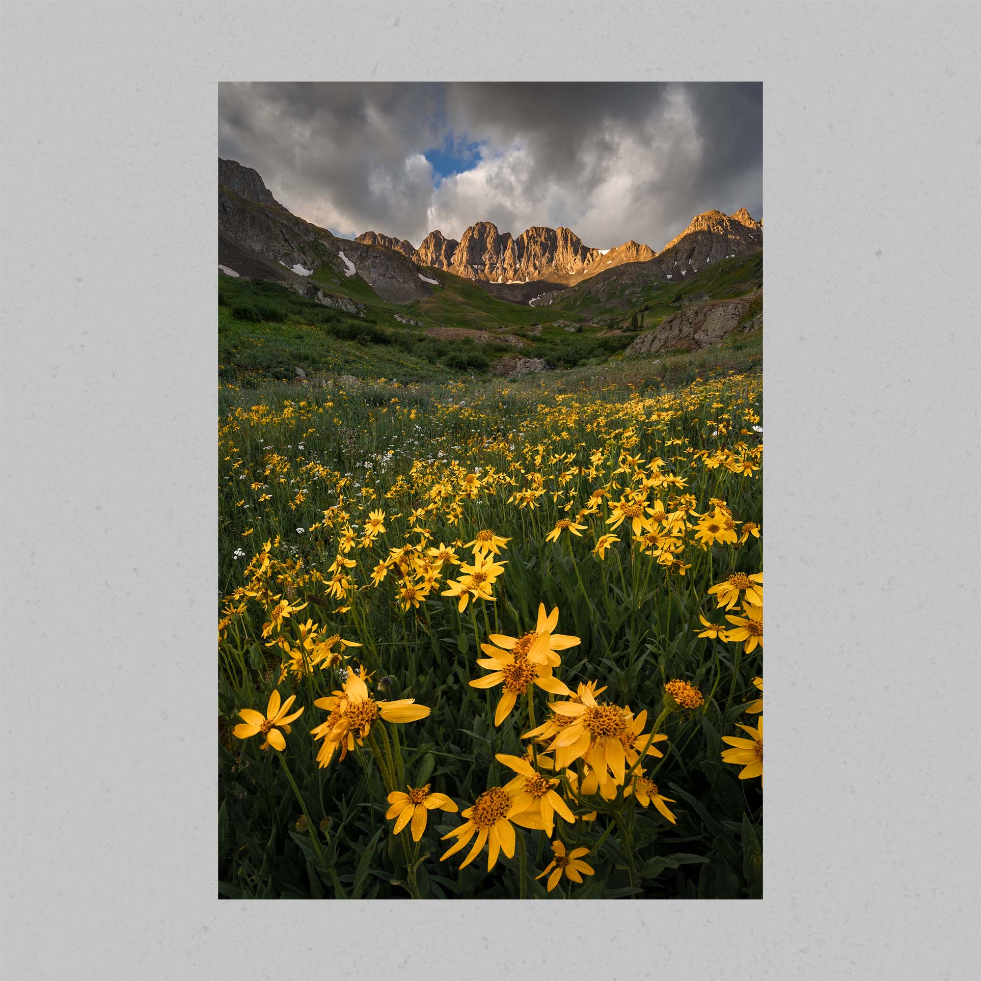 American Basin Wildflowers Print