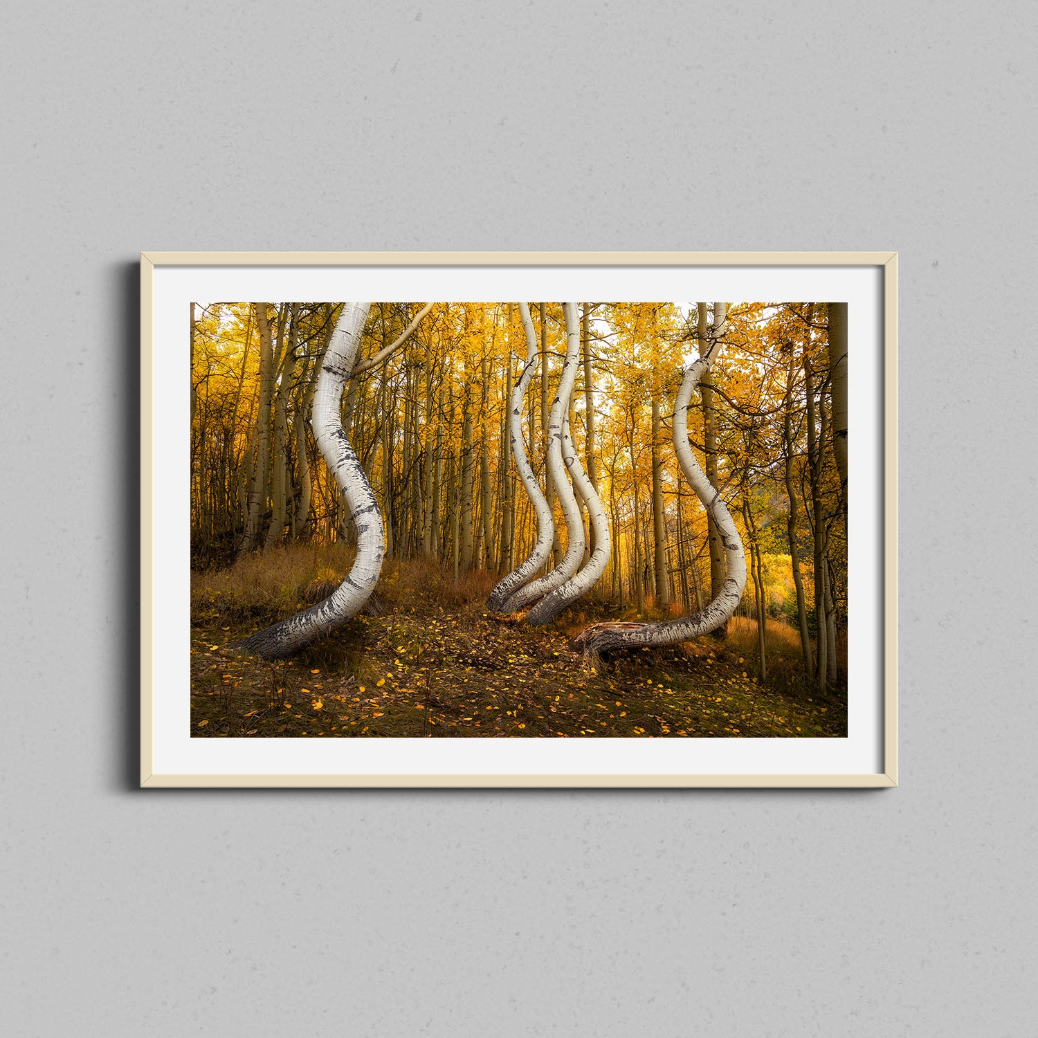 Dancing Aspen Trees Print