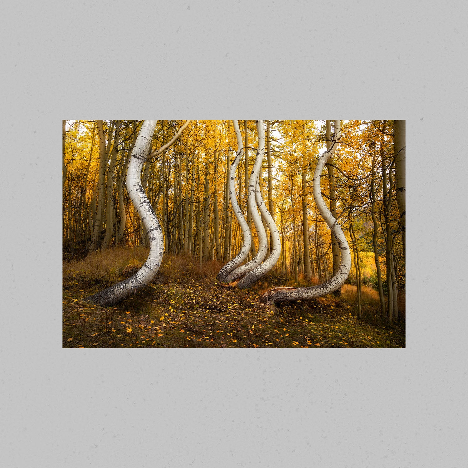 Dancing Aspen Trees Print