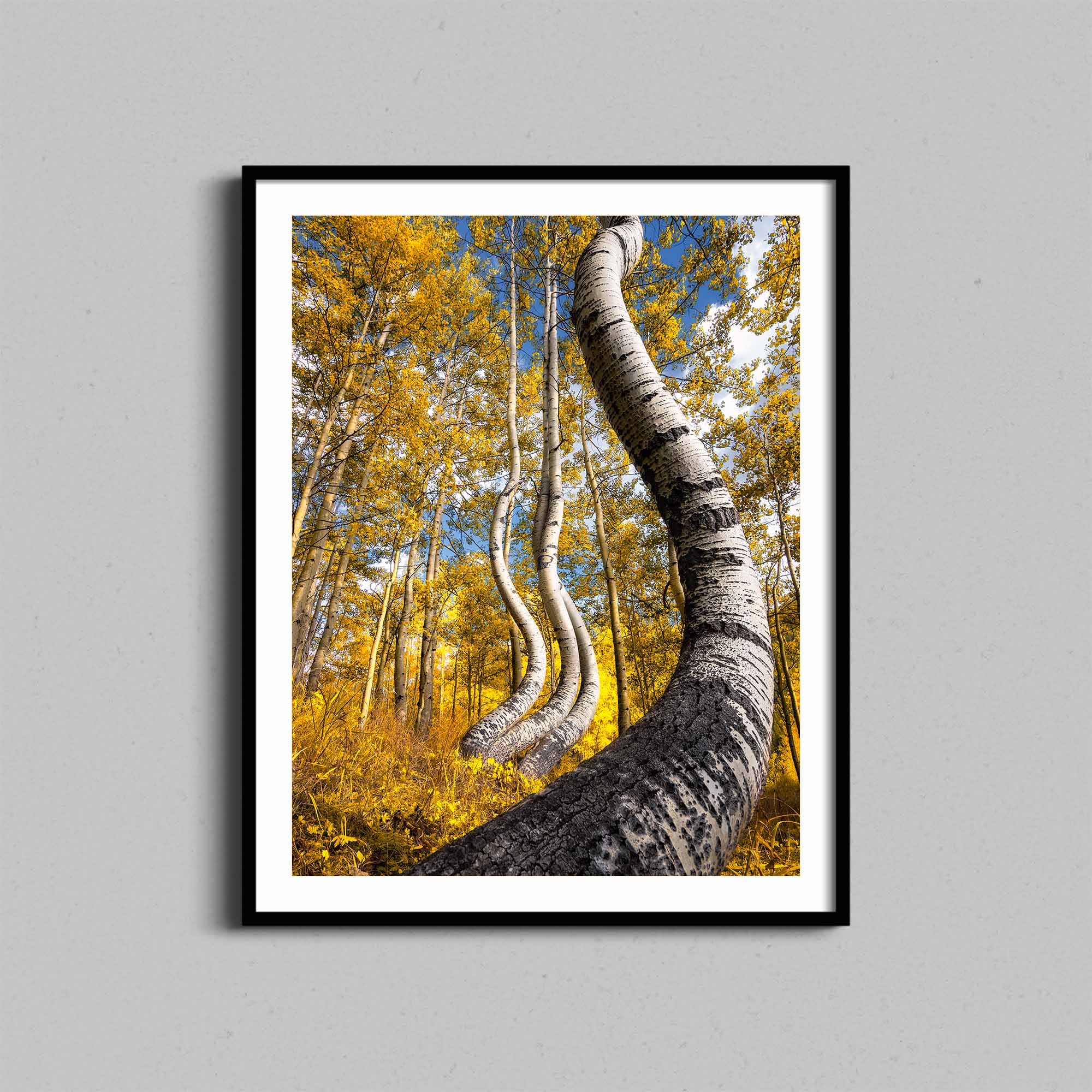 Dancing Autumn Aspen Trees Print