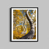 Dancing Autumn Aspen Trees Print