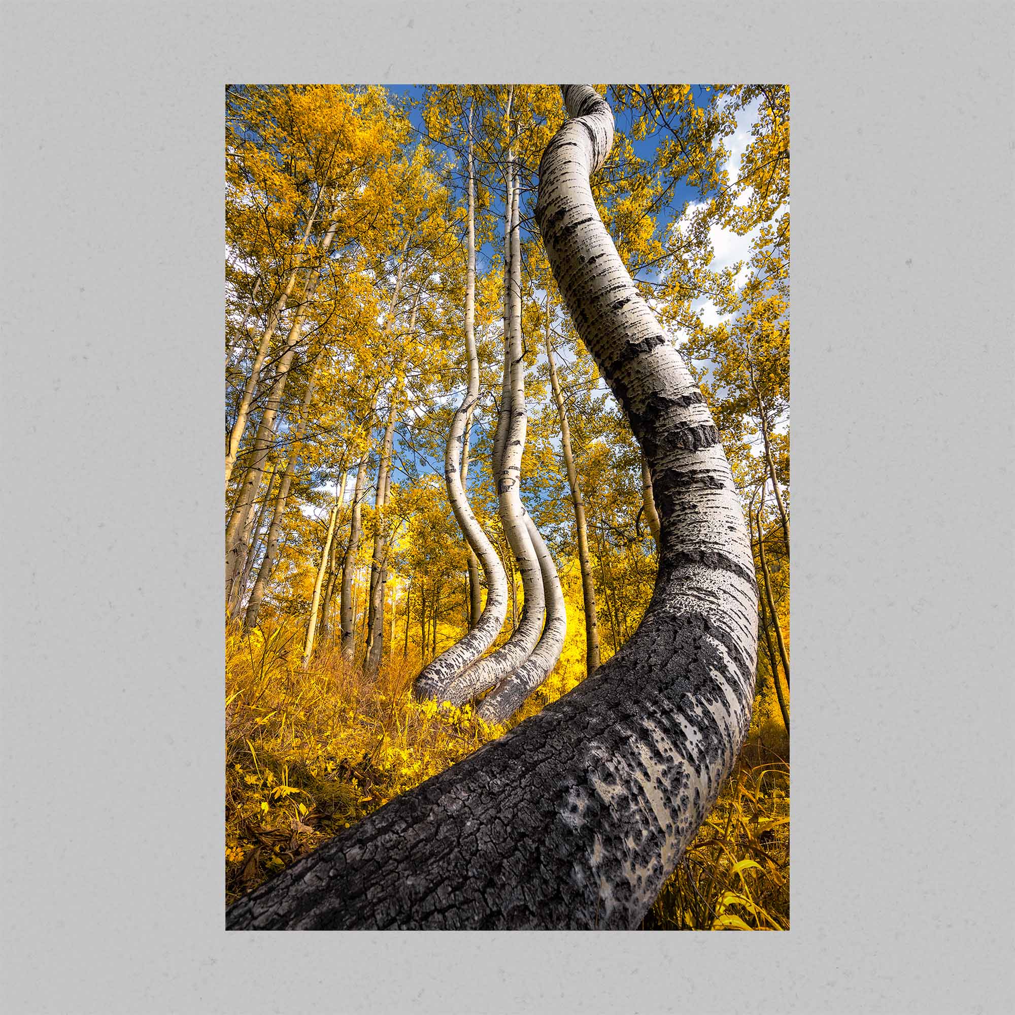 Dancing Autumn Aspen Trees Print