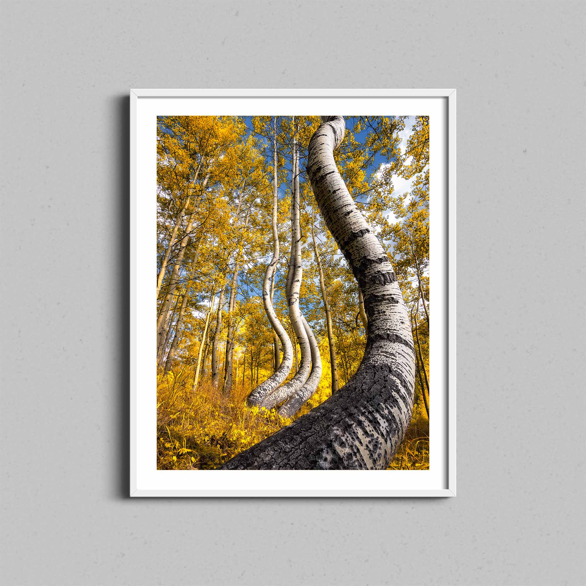 Dancing Autumn Aspen Trees Print