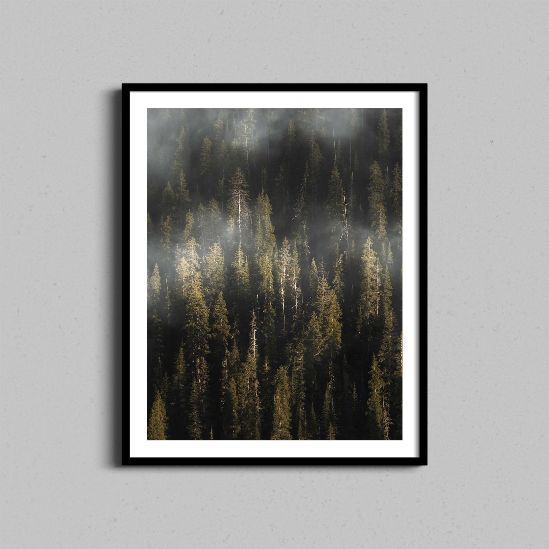 Evergreen Fog Print