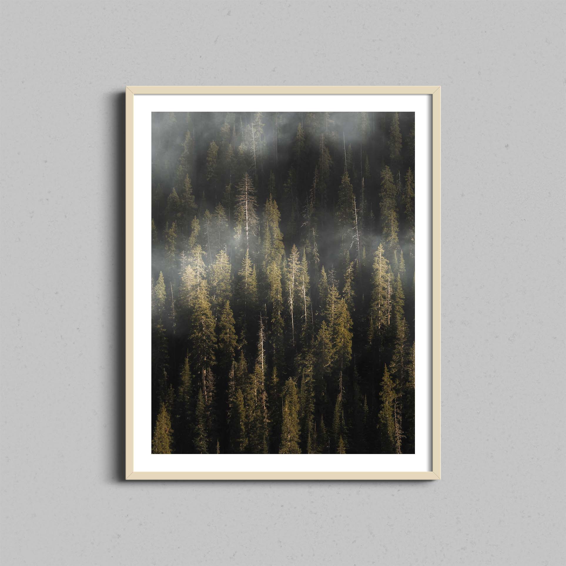 Evergreen Fog Print