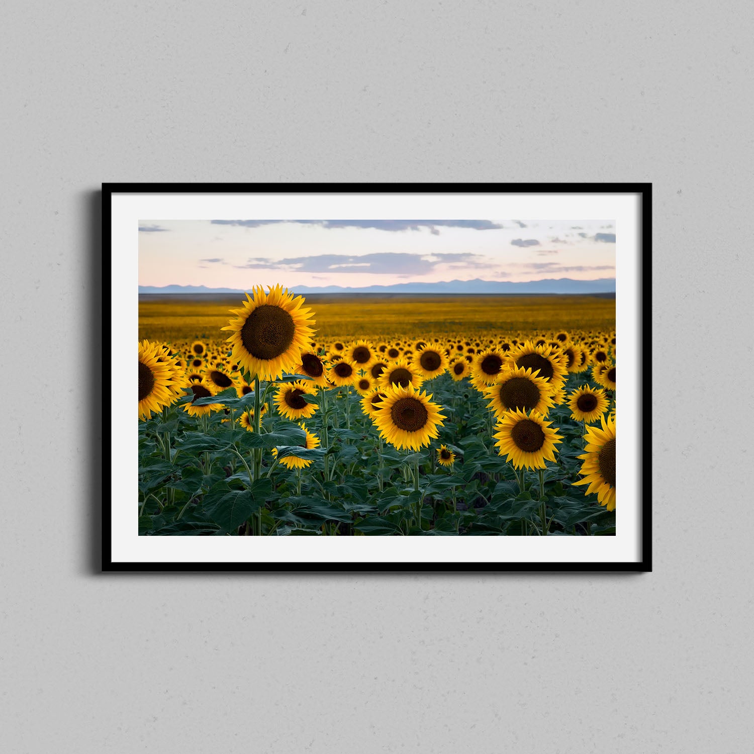 Spring Sunflowers Print