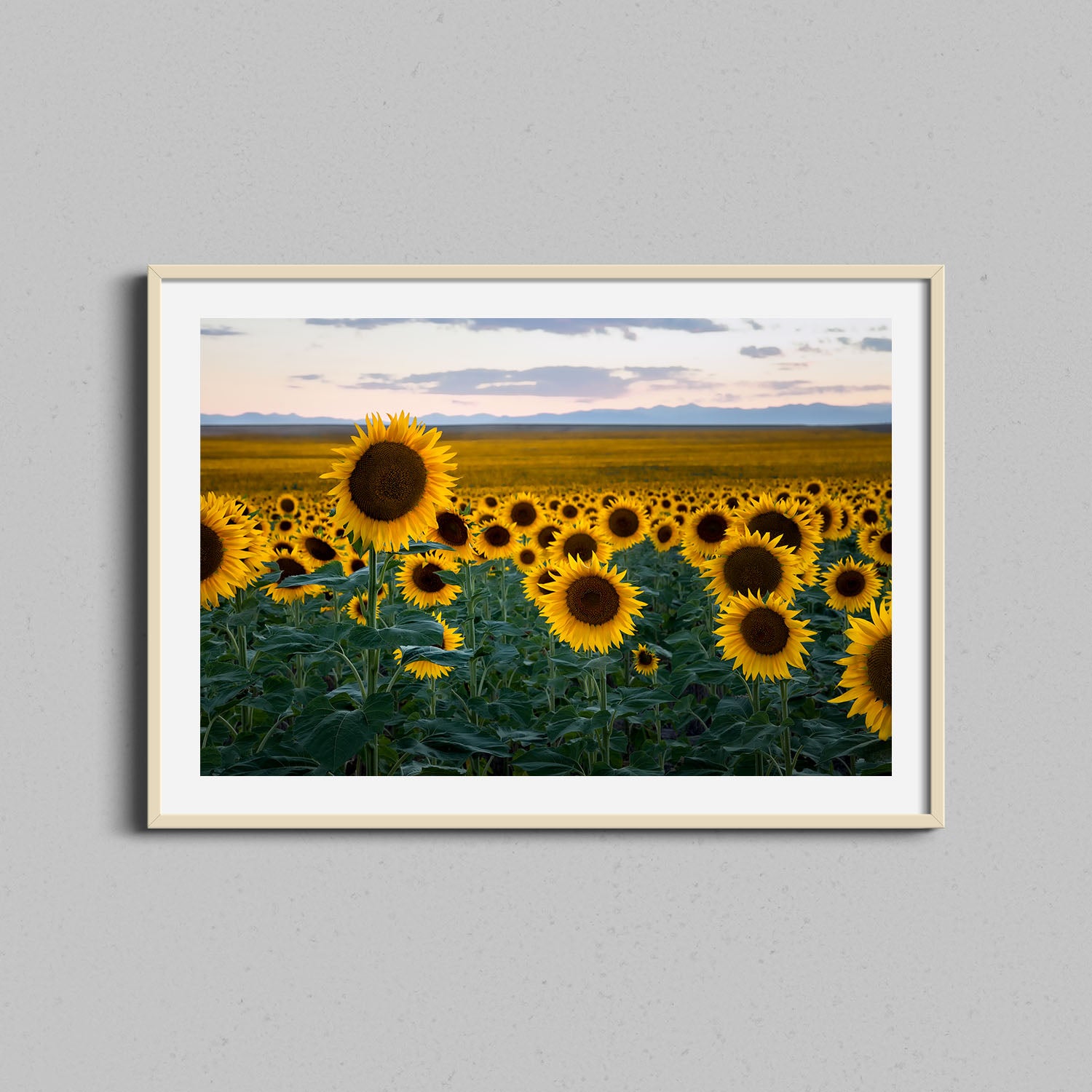 Spring Sunflowers Print