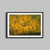 Yellow Forest Print