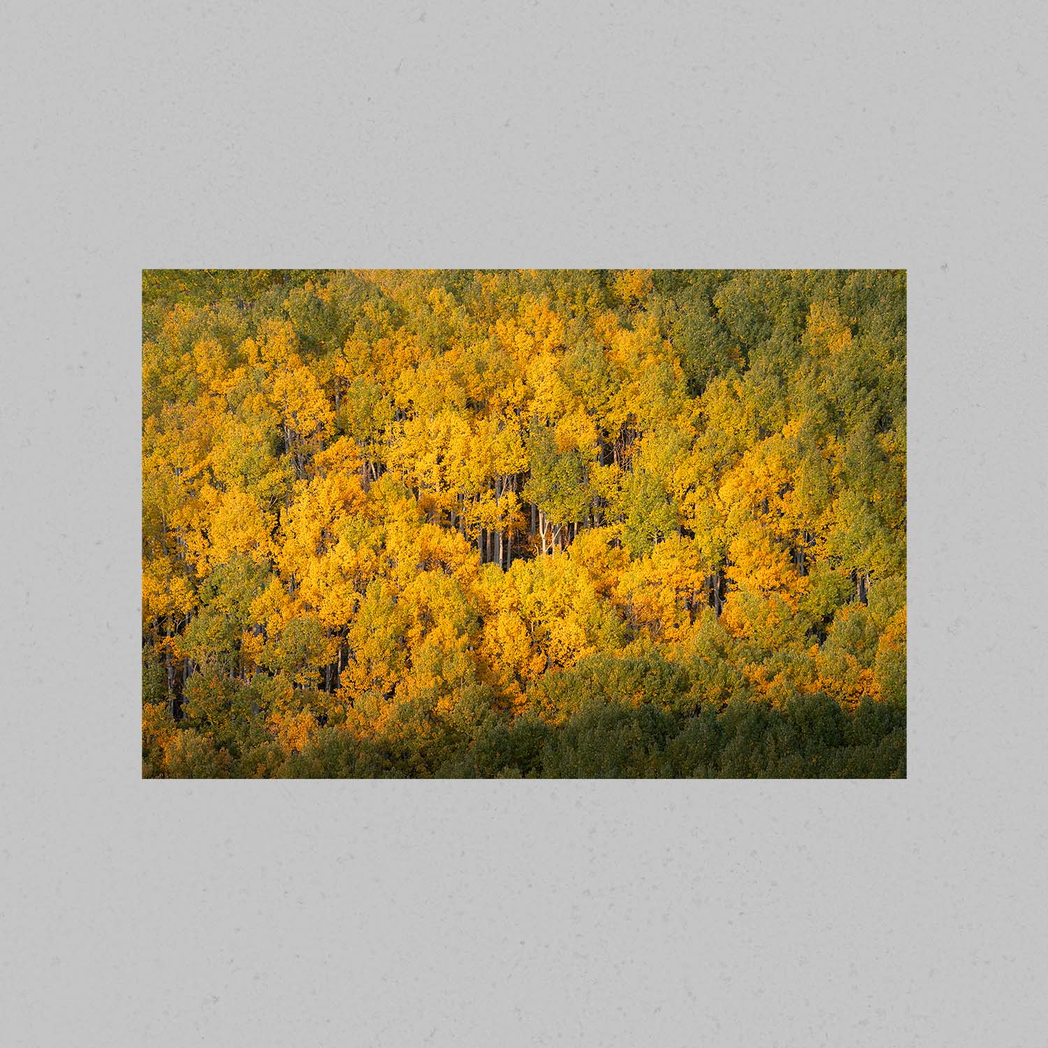 Yellow Forest Print