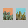 Two diptych photographs of desert cactus shown with no frame.