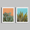 Two diptych photographs of desert cactus in white frames.