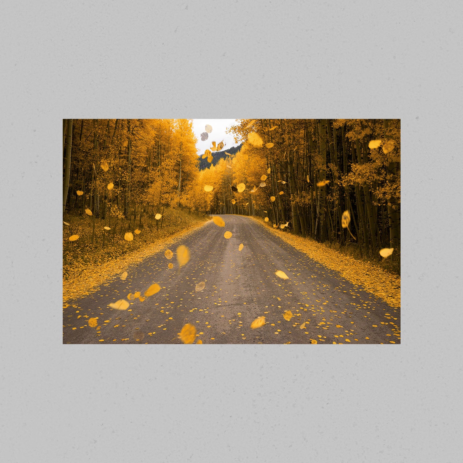 Falling Aspen Leaves Print