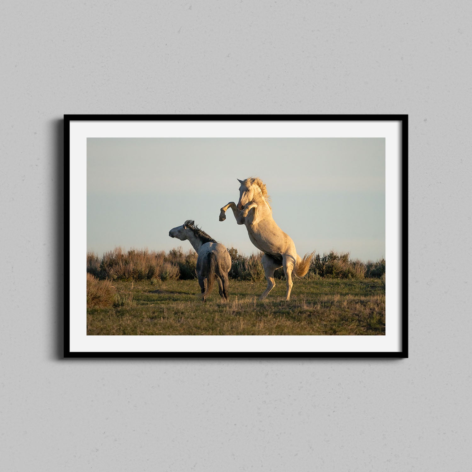 Wild Fighting Stallions Print