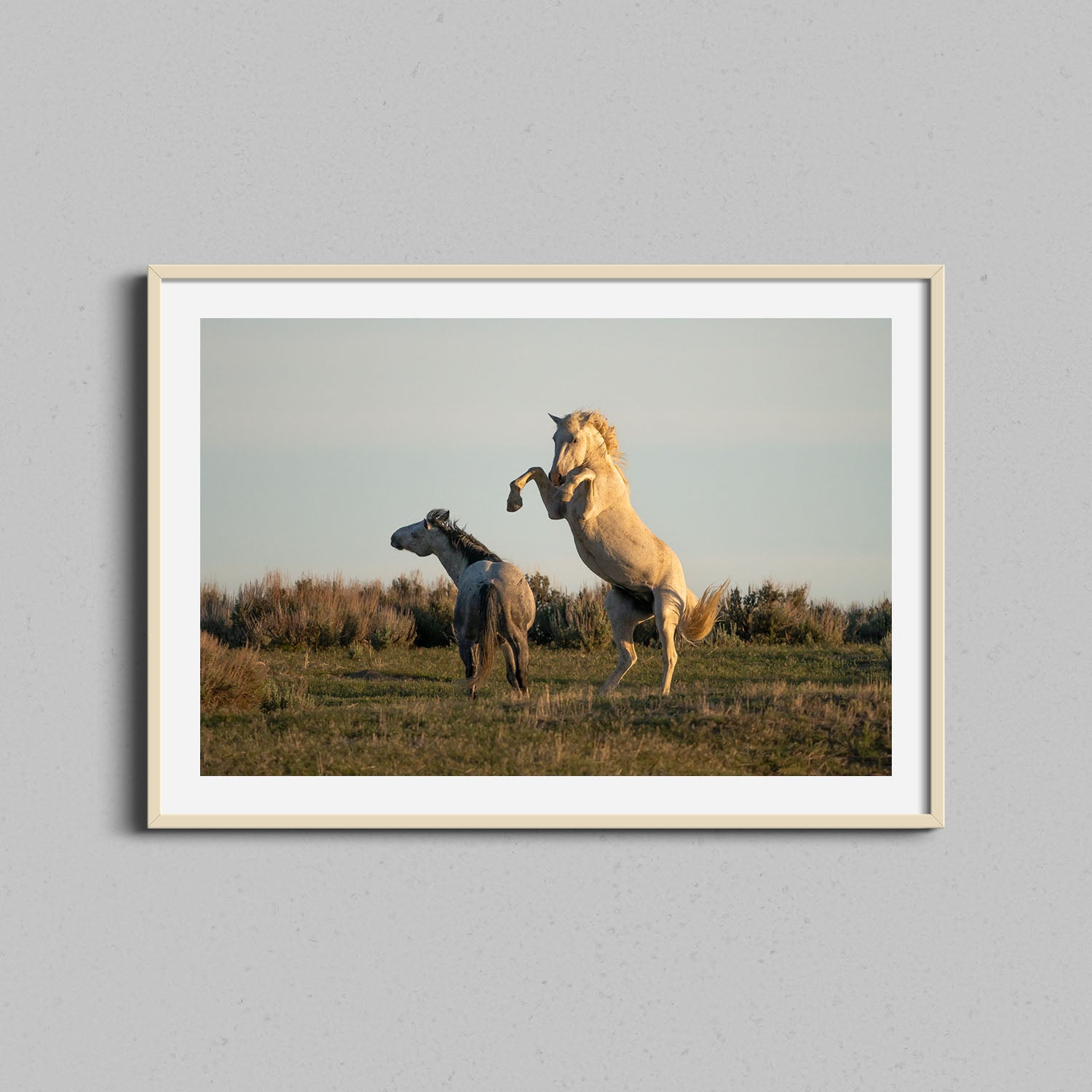 Wild Fighting Stallions Print