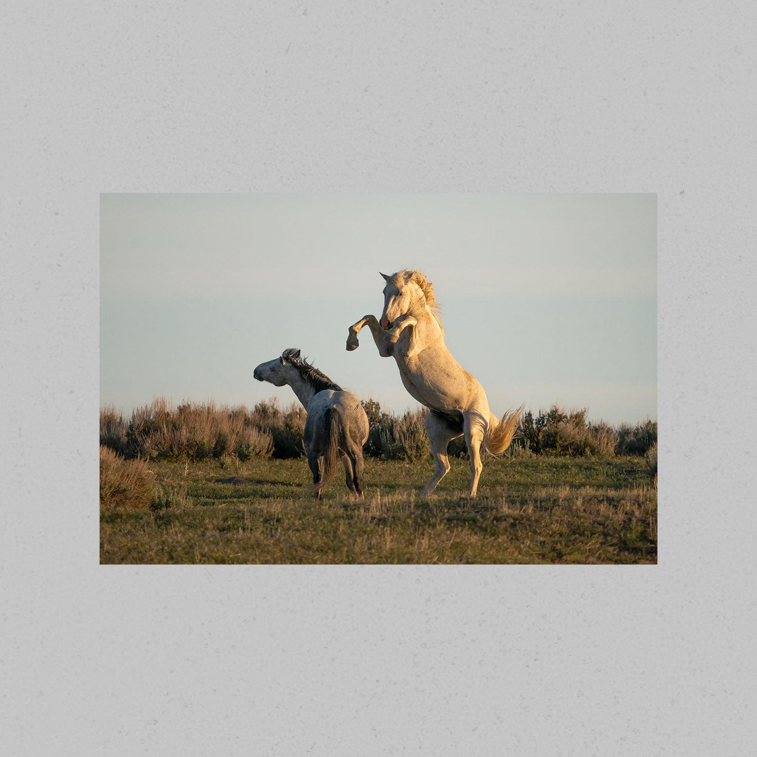 Wild Fighting Stallions Print