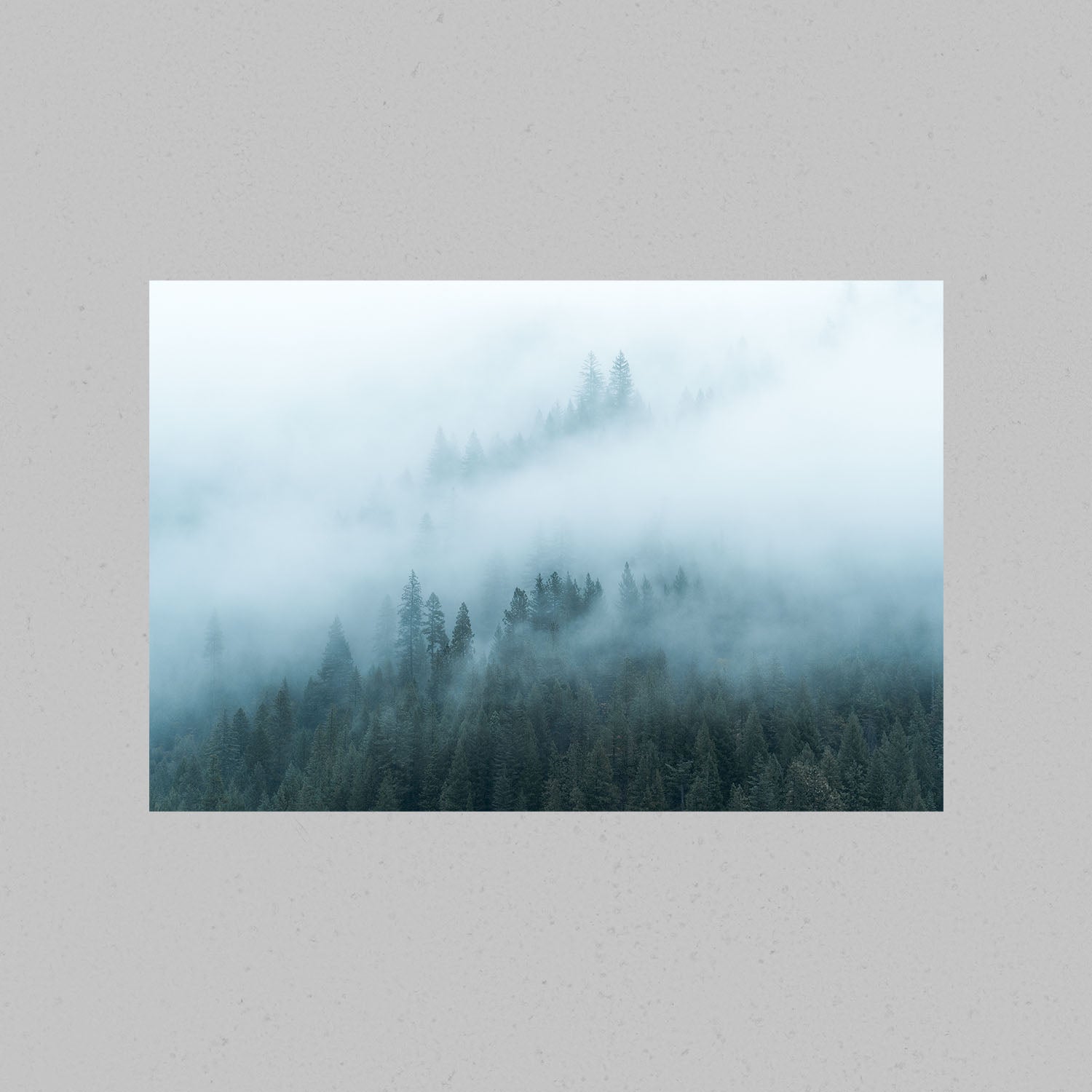 Foggy Redwoods Print